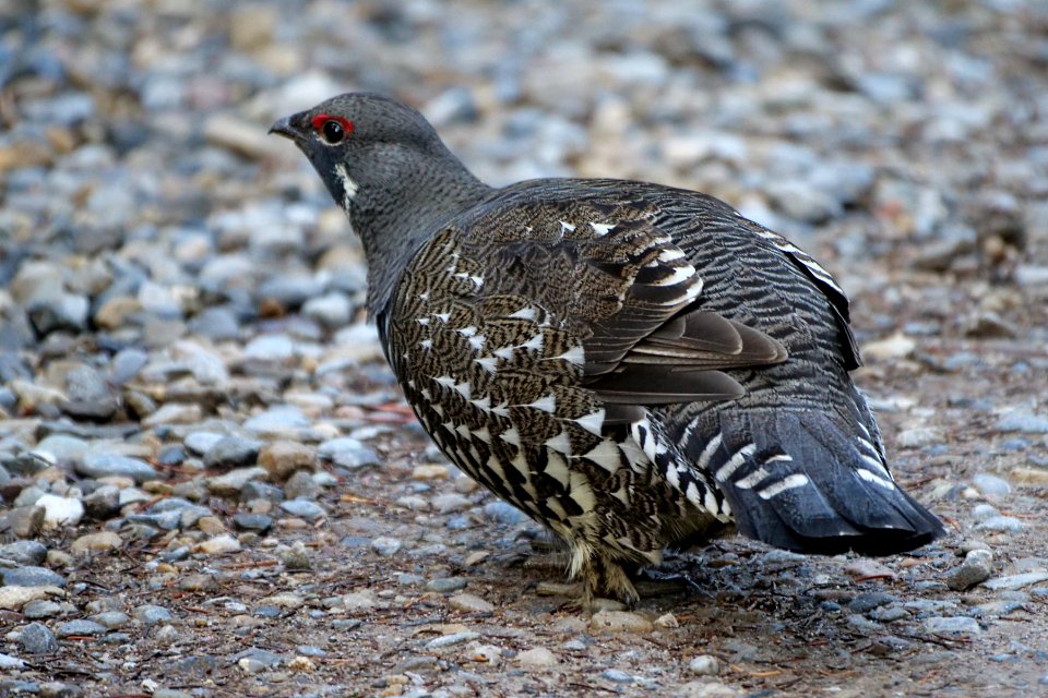 Kootenay.Tannenhuhn.P1023017