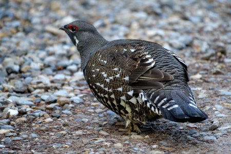 Kootenay.Tannenhuhn.P1023017