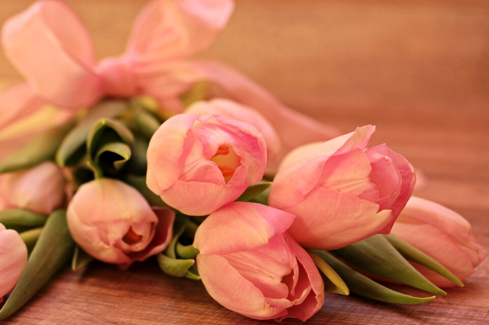Schnittblume breeding tulip spring