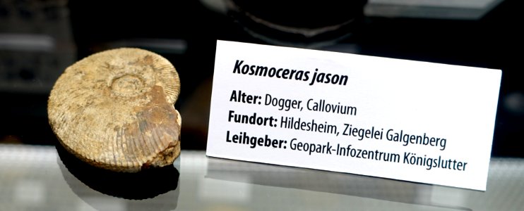 Kosmoceras jason - Naturhistorisches Museum, Braunschweig, Germany - DSC05122