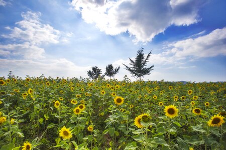 And sole sunflower autumn