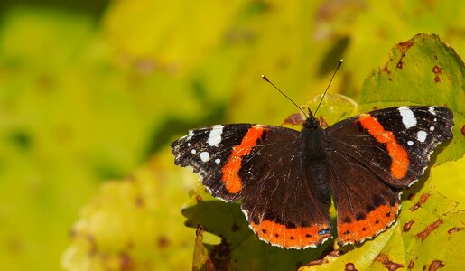 Nature vanessa atalanta vulcan