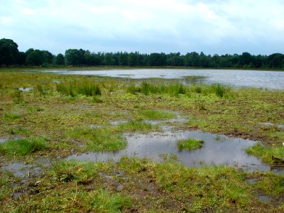 Koolwijk, Groot Ganzenven