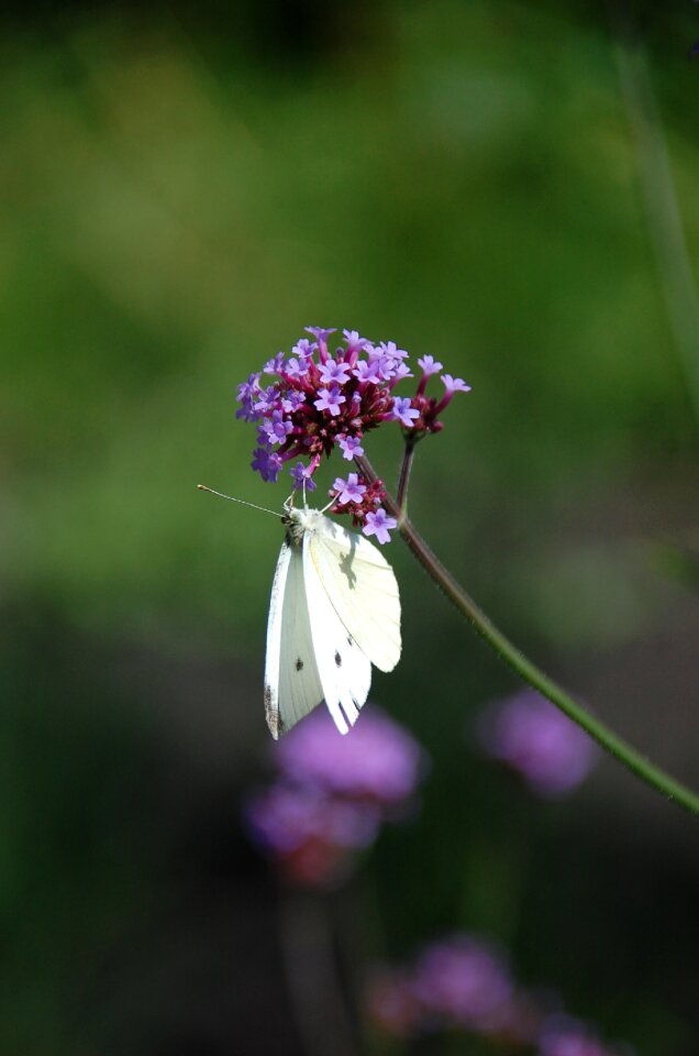 Flowers pink lilac