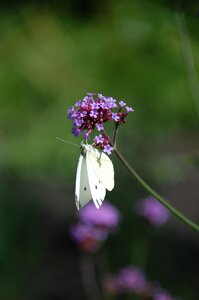 Flowers pink lilac photo