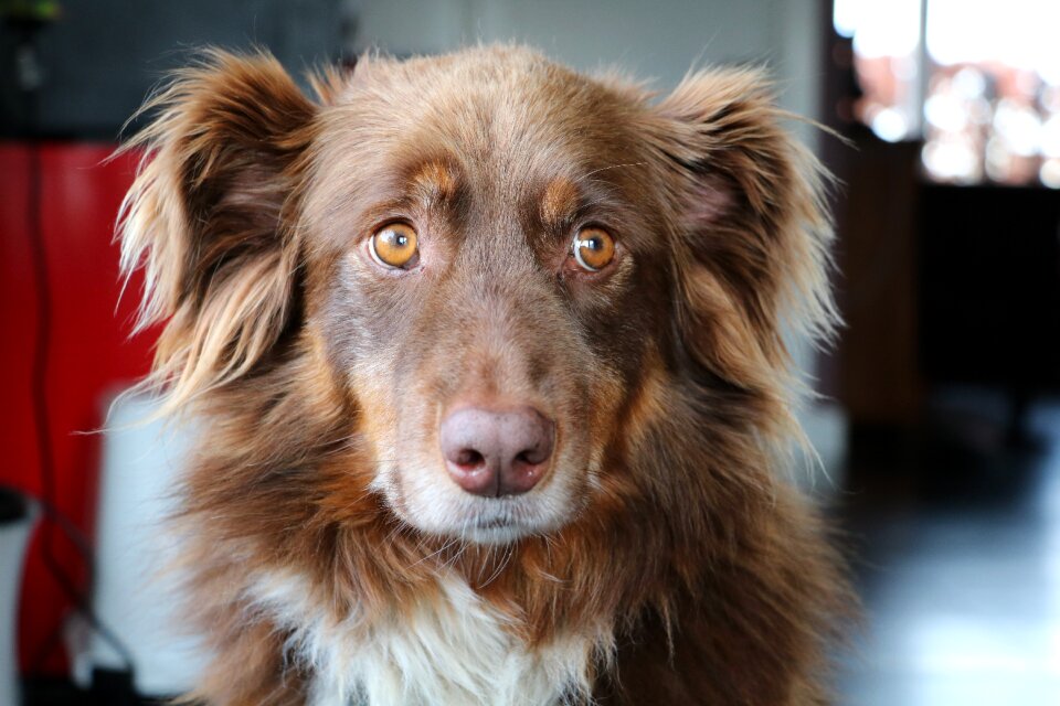 Dog australian shepherd naughty