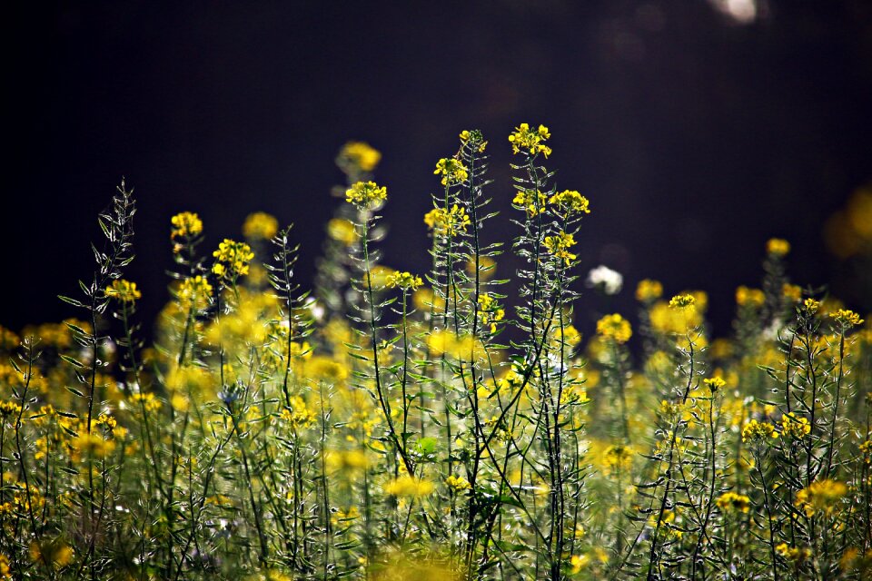 Bees zwischensaat field