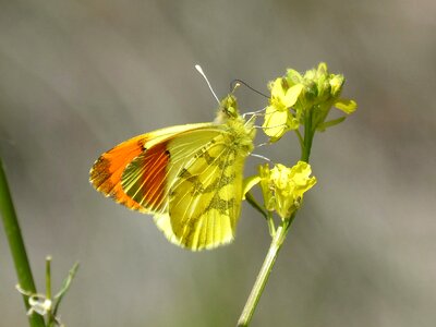 Libar anthocharis euphenoides aurora groga