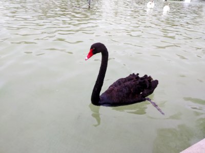 Konya Kültürpark kuğuları 02