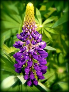 Floral wild flower