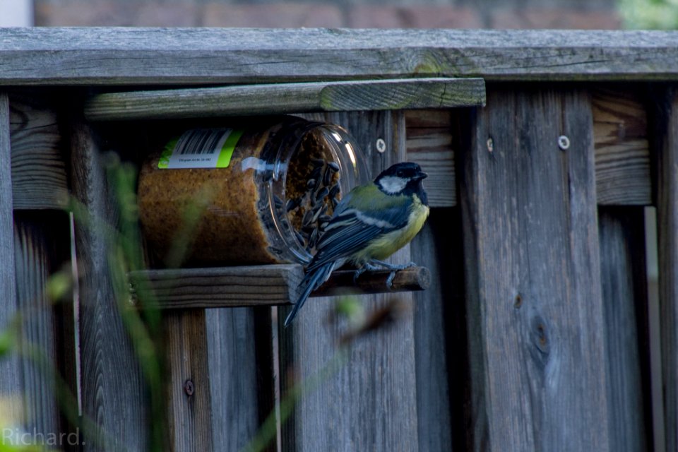 Koolmees Great Tit (168302349)