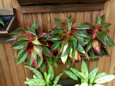 Konya Kelebekler Vadisi Aglaonema
