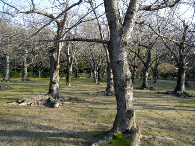 Korakuen Okayama 2009 21