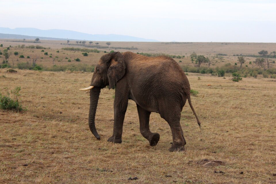 Massai mara elephant kenya