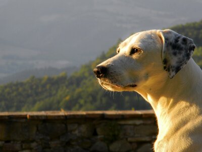 Pets muzzle look
