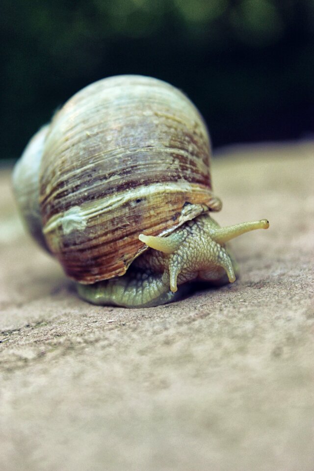 Animal macro wildlife