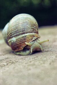 Animal macro wildlife
