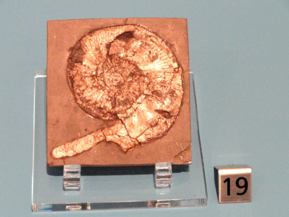 Kosmoceras cromptoni, Chippenham, England, Late Jurassic - Royal Ontario Museum - DSC09941