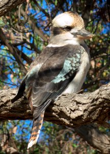 Kookaburra-Burnie-Park-20160422-001 photo