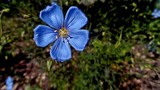 Summer blue flower plant