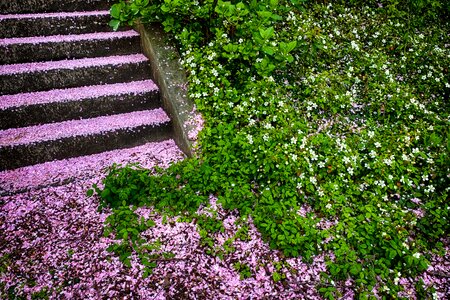 Grass green pink