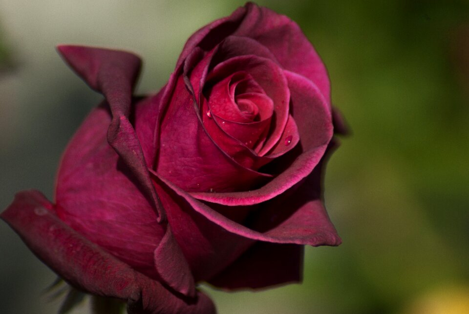 Pink petals hatching