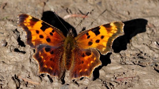 Kootenay.Polygonia.faunus.P1023141