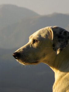 Pets muzzle look
