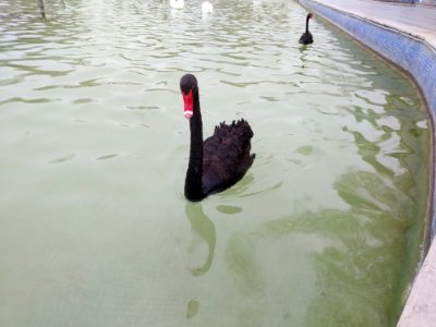 Konya Kültürpark kuğuları 01