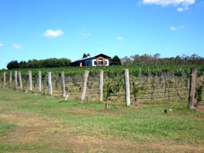 Kooroomba Vineyard and Lavender Farm at Mount Alford, Queensland