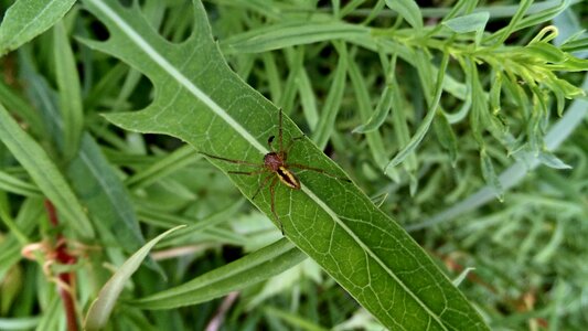 Sheet spider macro
