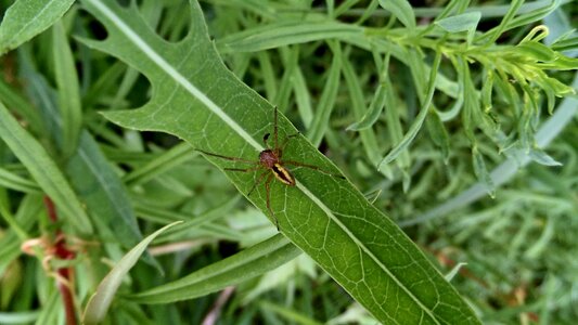 Sheet spider macro photo