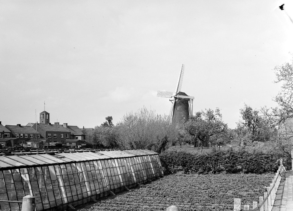 Korenmolen met kassen op de voorgrond, te Axel, provincie Zeeland Rond stenen …, Bestanddeelnr 164-0046