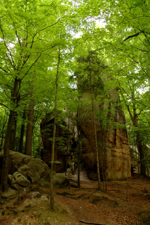 Kuhstall 2012-05-27-7620