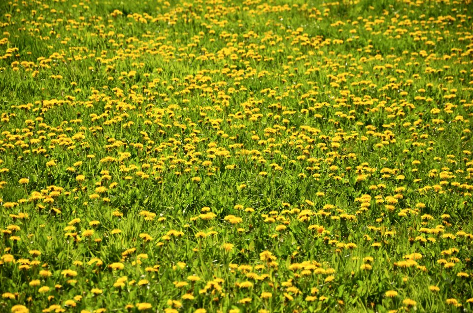 Yellow nature spring