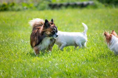 Small small dog pet