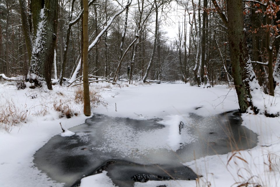 Kuhlake Spandauer Forst with ice and snow 2021-02-09 10
