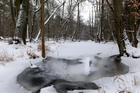 Kuhlake Spandauer Forst with ice and snow 2021-02-09 10