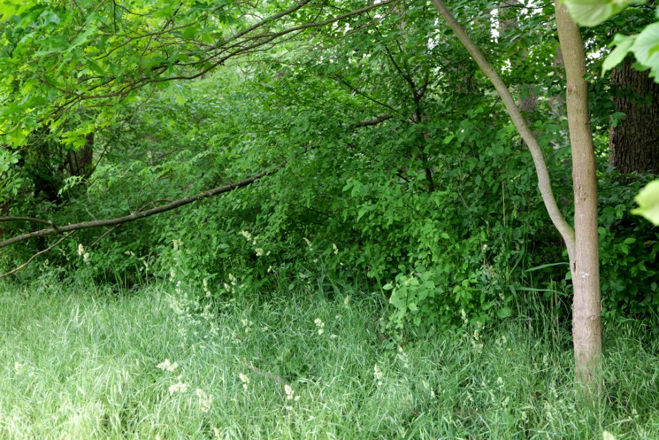 Kuhlake end at Eiskeller 2020-06-03 19