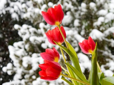 Color red spring flowers