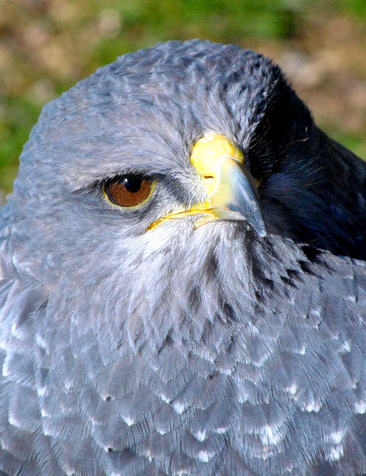 Bird bird watching eagle