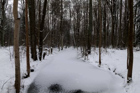 Kuhlake Spandauer Forst with ice and snow 2021-02-09 05