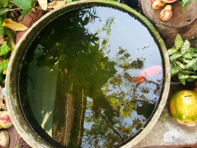 Kudi Chin community - 2017-02-25 (016)