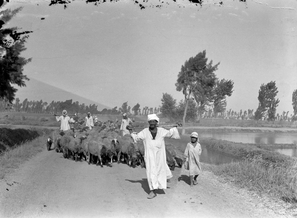 Kudde schapen op een landweg, Bestanddeelnr 191-0082