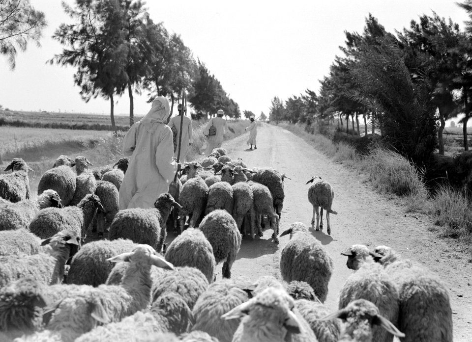 Kudde schapen op een landweg, Bestanddeelnr 191-0081