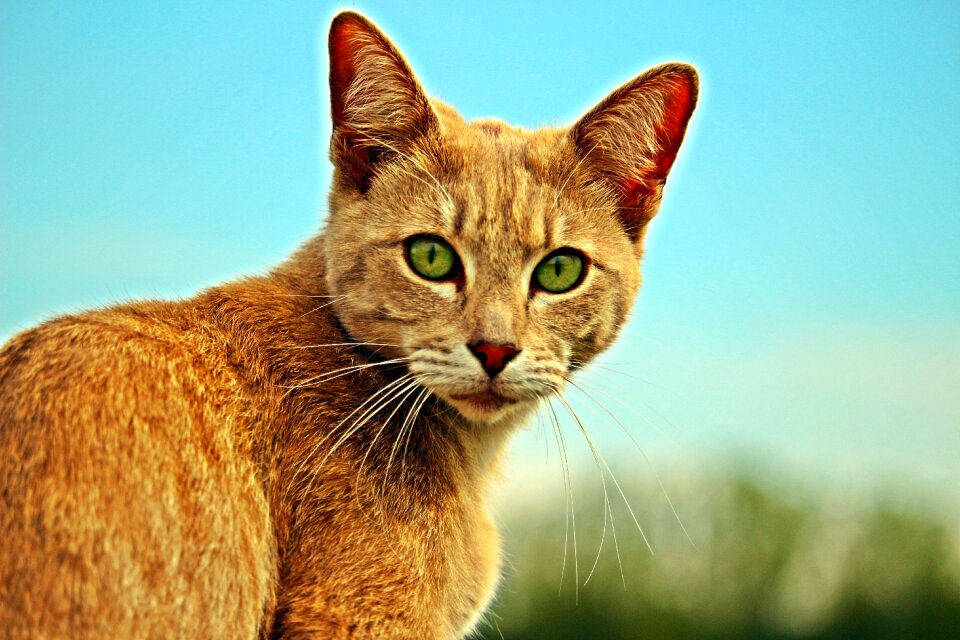 Tiger cat tiger mackerel