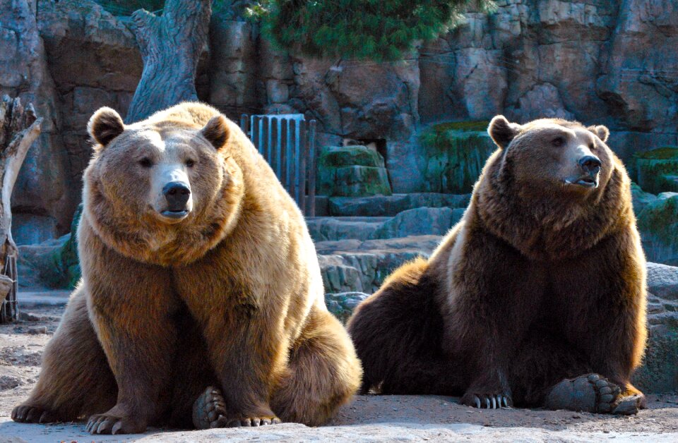 Nature animals fauna