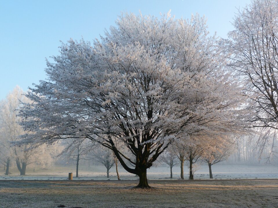 Winter magic frozen nature