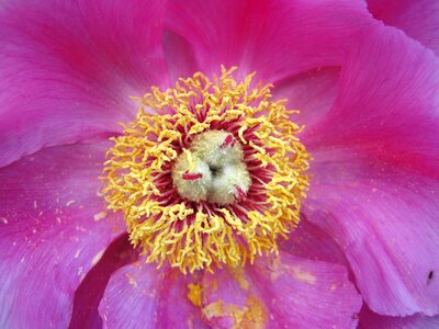 Bloom flower paeonia photo