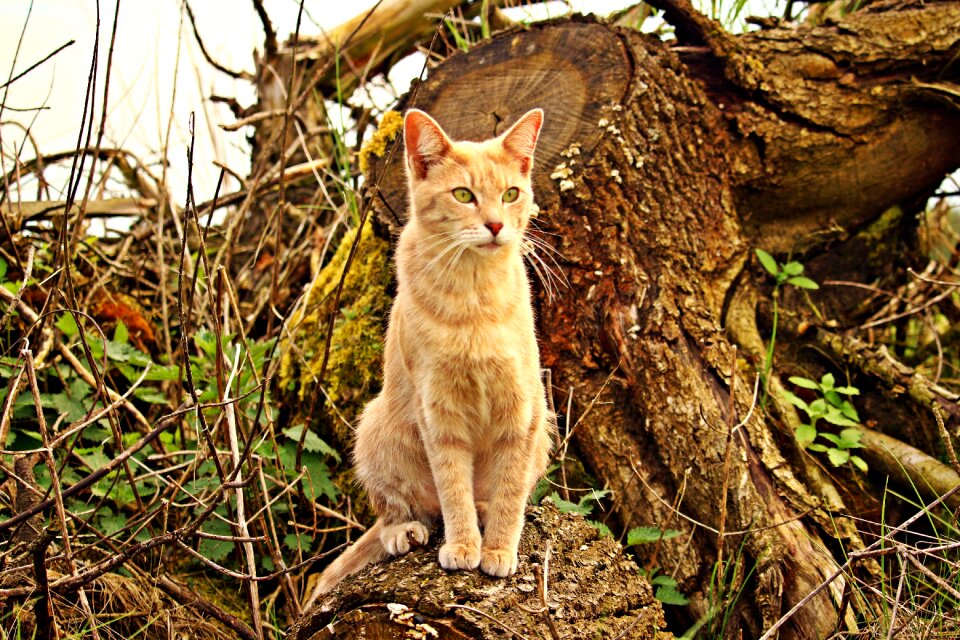 Rassekatze tree stump forest